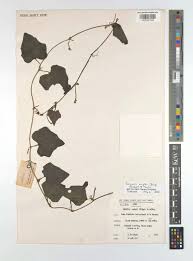 Image result for Cucumis engleri