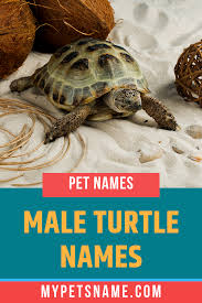 See full list on ssa.gov Male Turtle Names Turtle Names Turtle Pet Turtle