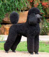 Finn Looks Like This But He Doesn T Hold His Tail Straight Up Poodle Poodle Puppy Pretty Poodles