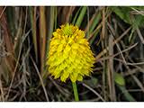 Image result for Polygala nematophylla