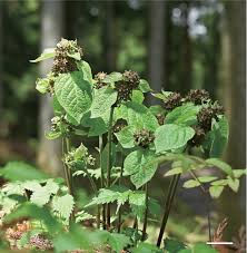 Image result for Vincetoxicum stenolobum