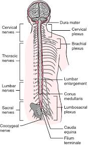 Congenital Spinal Stenosis Spinal Spinal Cord Spinal Stenosis