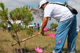 Plantando árbol 7