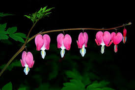 Bleeding Heart Blossoms Bleeding Heart Flower Essences Bleeding Heart Flower