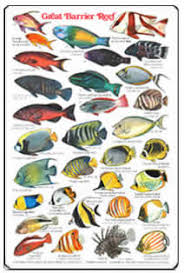 You might also be interested in coloring pages from clownfish category. Fishcards Com Fishes And Invertebrates Page