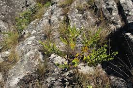 Image result for Clutia sessilifolia