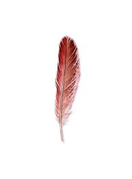 Birds Of A Feather Odyssey Red Feather Red Cardinal Feather 433 Original Watercolor Etsy Feather Tattoos Red Bird Tattoos Tattoos