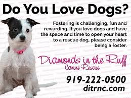 Many cockapoos in rescues have been through a lot. Pets For Adoption At Diamonds In The Ruff In Goldsboro Nc Petfinder