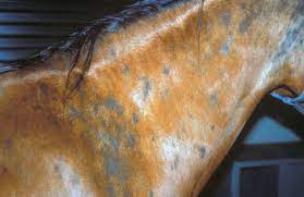 When they enter the leg, or anywhere else in the body, the surrounding tissues can get infected. Hair Alopecia Areata In Horses Vetlexicon Equis From Vetlexicon Definitive Veterinary Intelligence