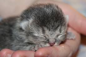 Susu kotak untuk anak kucing. Begini Cara Merawat Anak Kucing Yang Baru Lahir Halaman All Kompas Com