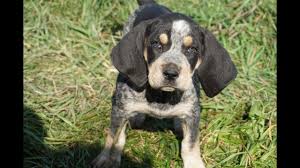 We do not believe in tail docking therefore all our pups have long. Stunning Blue Eyed Bluetick Coonhound Puppies Ebony Litter Youtube