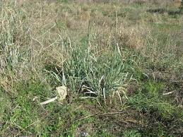 Image result for Panicum coloratum