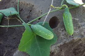 Image result for Coccinia grandis