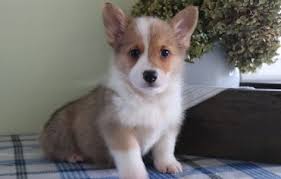 We have puppies for sale. Pembroke Welsh Corgi Puppies For Sale Duluth Street Mn 295658