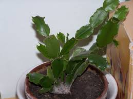 Some christmas cactus plants bloom on their own, but others need a little encouragement. Quite Confused Christmas Cacti Letters Leaves