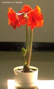 Image result for Hippeastrum sp. cultivars