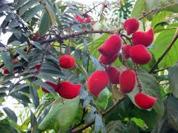 Image result for Cnestis polyphylla