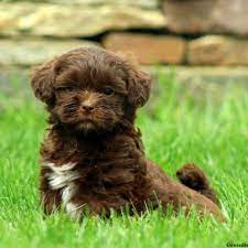 See more ideas about shih poo, puppies, doggy. Shih Poo Puppies For Sale Greenfield Puppies Shih Poo Puppies Shih Poo Havanese Puppies For Sale