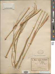 Image result for Cenchrus unisetus