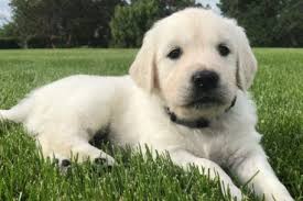 About golden retriever the golden retriever is a sturdy, muscular dog of medium size, famous for the dense, lustrous coat of gold that gives the breed its name. English Cream Golden Retriever Puppy For Sale In Southern Oregon California Retriever Golden Retriever Retriever Puppy