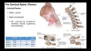 Learn about its anatomy and function now at kenhub. Cervical Flexion Extension Biomechanics Youtube