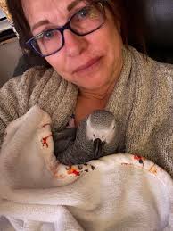 African Grey Parrot Care and Stories