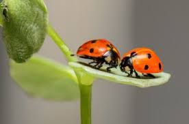 Can a lady bug be raised into an adult? When Do Ladybugs Mate Ladybug Mating And Reproduction Process