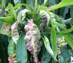 Promotes the development of diseases, violation of the rules of hygiene cooking, the use of dirty fruits and vegetables, the use of water for irrigation. Peach Tree Diseases How To Treat Them Lawnstarter