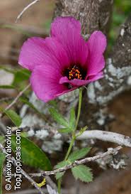 Image result for Hibiscus pusillus