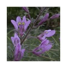 Image result for Cleome elegantissima