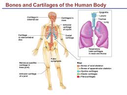 Not only is it among the most sophisticated animal structures in nature, it is also one of those with. Lecture 13 Bones Function Of Bones Support Form The Framework That Supports The Body And Cradles Soft Organs Protection Provide A Protective Ppt Download