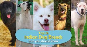 You will get everything to know. Top 15 Indian Dog Breeds That You Should Know Talkcharge Blog