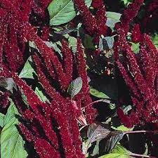 Pin On Front Yard Flower Beds