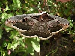 Image result for Pycreus mortonii