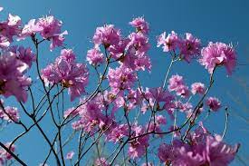 Azaleen sind arten von rhododendren, die menschen in ihren höfen für ihre frühlingsblumen und immergrünen blätter pflanzen. á… Azalee Schneiden Wann Ist Der Zeitpunkt 7 Effektive Tipps