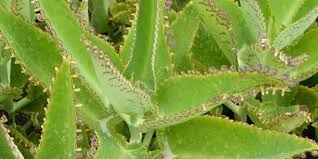 Kalanchoe Daigremontiana El Aranto Prodigioso