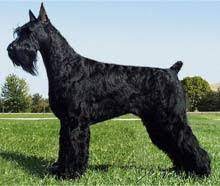 We did not find results for: Giant Schnauzer Wikipedia