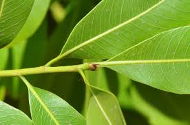 Image result for Ochna pulchra