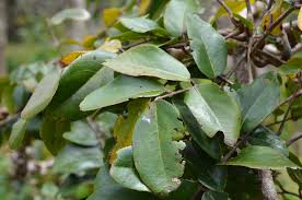 Image result for Cnestis