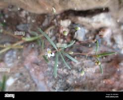 Image result for Hypertelis cerviana