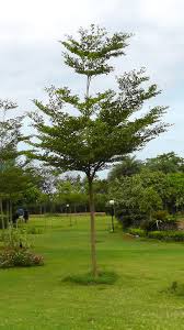 Image result for Terminalia stuhlmannii