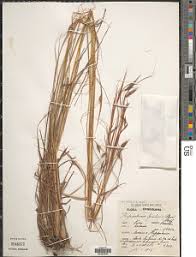 Image result for Hyparrhenia familiaris