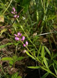 Image result for Polygala capillaris