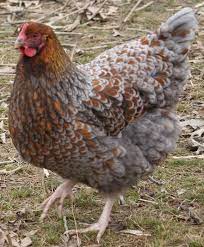 Check spelling or type a new query. Blue Laced Orpington Chickens Laced Orpington Blue Laced Orpington Lemon Cuckoo Orpington Blue Hahne Huhner