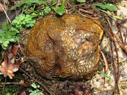 Image result for Scleroderma polyrhizon