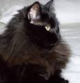 Chantilly Tiffany Cat (Black): Things to know About ...