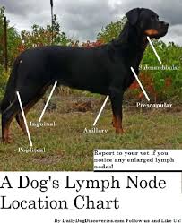 dog word of the day lymphadenopathy dog discoveries