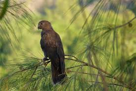 Seychelles Black Parrot The Seychelles Islands List Of Endemic Bird Species Stands At Thirteen Since 2014 The Nation Bird Species Seychelles Islands Species