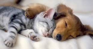 Sabah Tak Benarkan Anjing Dan Kucing Masuk Ke Negeri Mereka Kota Kinabalu Jabatan Perkhidmatan Haiwan Dan Peru Dog Sympathy Cute Animals Funny Animal Photos