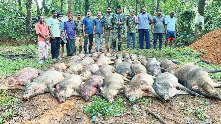 36 wild boars shot dead in Malappuram's Kalikavu for invading farm lands | Mathrubhumi English